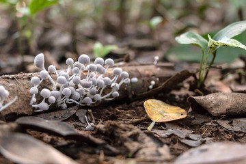 Slightly blurred nature background : Mushrooms in the Amazonian jungles, South America
