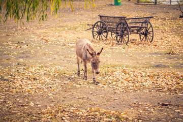 beautiful brown young donkey on a farm outdoors.