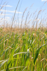 High field grass close-up against a blue sky. Serenity