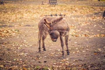 The donkey domesticated member of the horse family.