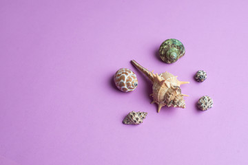 Composition of exotic sea shells on a yellow and blue background. Summer concept. ..