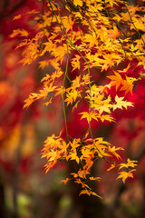 Beautiful colorful vibrant red and yellow Japanese Maple trees in Autumn Fall forest woodland landscape detail in English countryside