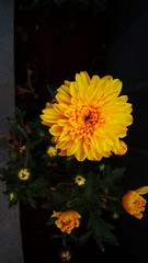  flowers in the garden
