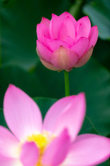 古代蓮の里のハス