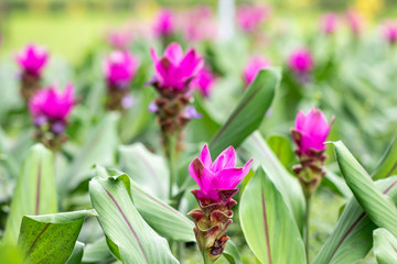 Pink Curcuma alismatifolia flower, is a tropical plant native to Thailand.Sometime call Siam tulip or summer tulip.