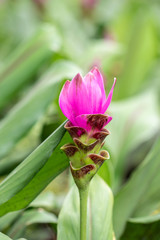 Pink Curcuma alismatifolia flower, is a tropical plant native to Thailand.Sometime call Siam tulip or summer tulip.