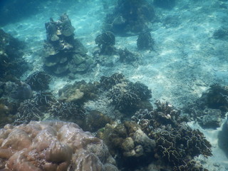 Colorful Trevally on a tropical coral reef at phuket thailand