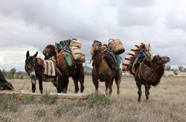 A camel caravan resting
