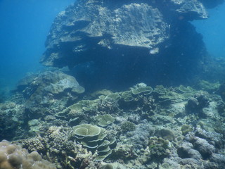 Colorful Trevally on a tropical coral reef at phuket thailand