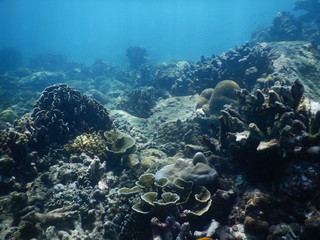 Colorful Trevally on a tropical coral reef at phuket thailand