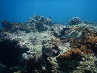 Colorful Trevally on a tropical coral reef at phuket thailand