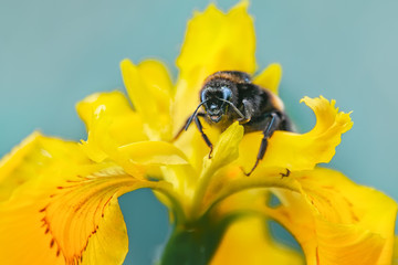 A large bee sits on a beautiful bright yellow flower . Close-up, copy space. Background