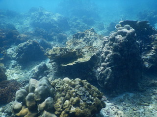 Colorful Trevally on a tropical coral reef at phuket thailand