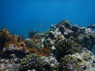 Colorful Trevally on a tropical coral reef at phuket thailand