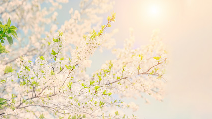 Spring branch with white small flowers at sunset. Copy space.