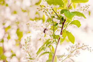 Spring branch with white small flowers at sunset. Background