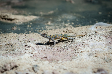 Liolaemus fabiani, commonly known as Yanez's tree iguana and Fabian's lizard in Ande Mountains and Lake Chaxa near San Pedro de Atacama, Chile. Reptile at Chaxa Lagoon, Atakama Salar, Chile 