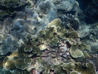 Colorful Trevally on a tropical coral reef at phuket thailand