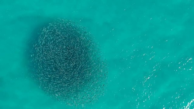 A large group of schooling fish swimming in the same direction creating a circle pattern
