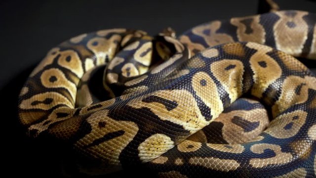 Footage of ball royal python on black material