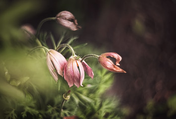 Beautiful purple fluffy flower Oriental Pulsatilla patens pasqueflower in early spring. A small grasshopper sits on a flower. Art