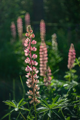 A field of lupins with pink flowers. Purple and pink Lupin in the meadow. Pink inflorescences of lupine. Retro look. Copy space