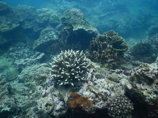 Colorful Trevally on a tropical coral reef at phuket thailand