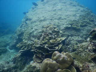 Colorful Trevally on a tropical coral reef at phuket thailand
