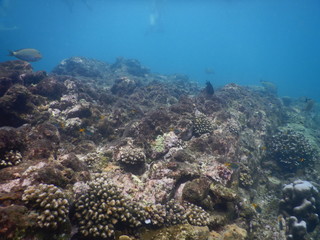 Colorful Trevally on a tropical coral reef at phuket thailand