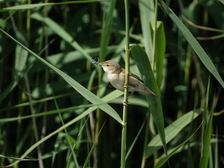 reed warbler (Acrocephalus scirpaceus) 