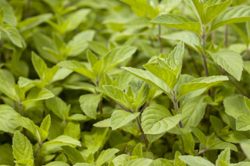 many mint grows on blurred background
