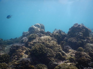 Colorful Trevally on a tropical coral reef at phuket thailand