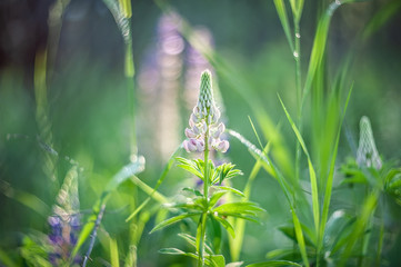 A field of lupins with pink flowers. Purple and pink Lupin in the meadow. Pink inflorescences of lupine. Retro look. Copy space