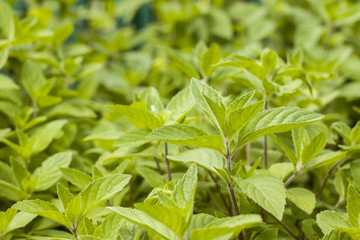 many mint plants on blurred background
