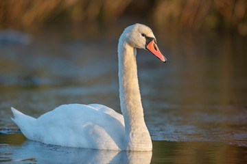 A mute swan swimming on the water.