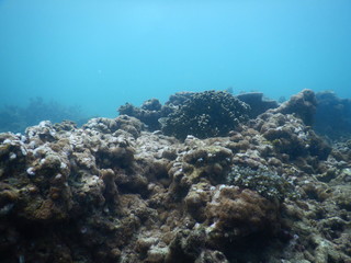 Colorful Trevally on a tropical coral reef at phuket thailand