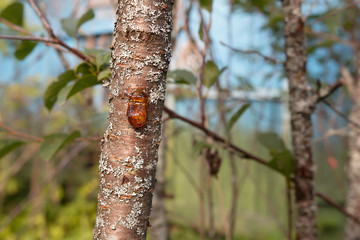 Amber resin drop or resin effluent on plum tree with grey moss. Blurred rustic background. Selective focus