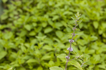 mint plant with seeds