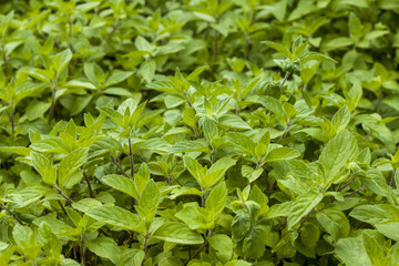 mint plantation natural background