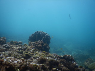 Colorful Trevally on a tropical coral reef at phuket thailand