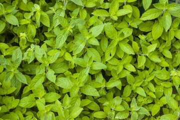 plant mint grows in nature background