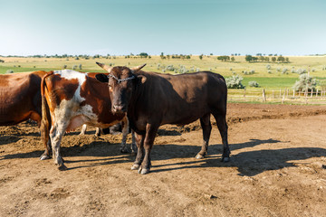 Bull and cow on the background of rural fields. Leads and protects his flock. Livestock farm. Meat industry.