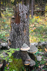 An old stump, infected by fungal plant pathogen - Polypore fungus. This species infects trees through broken bark, causing rot and continues to live on trees long after they have died, as a decomposer