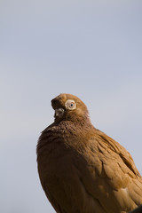 Group of pigeons taking a rest to continue flying