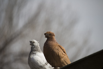 Group of birds.Group of pigeons and the dove