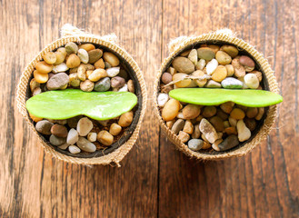 Top view twin HOYA CACTUS in sackcloth flower pot on wooden table and background.