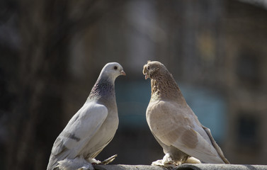 Group of birds.Group of pigeons and the dove