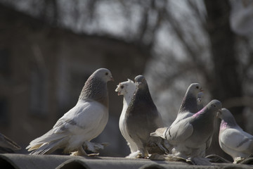 Group of birds.Group of pigeons and the dove