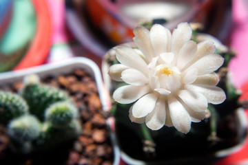 Closeup cactus flower houseplant decoration in pot.