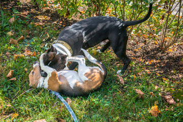Beagle puppy playing with a puppy of a Staffordshire Terrier in the autumn Park